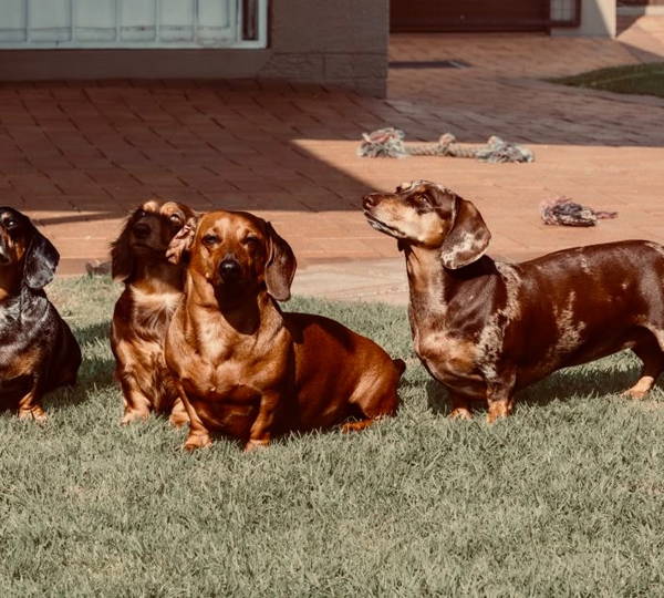 Oakley, Ivy, Willow & Hazel