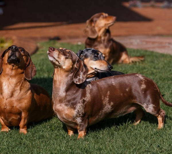 Oakley, Ivy, Willow & Hazel