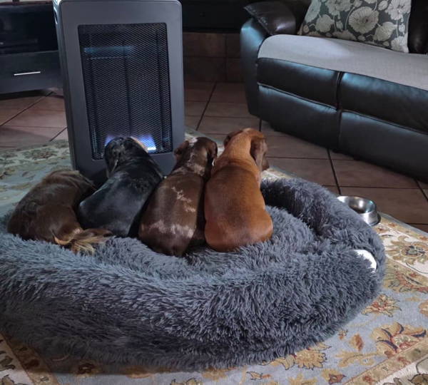 Oakley, Ivy, Willow & Hazel