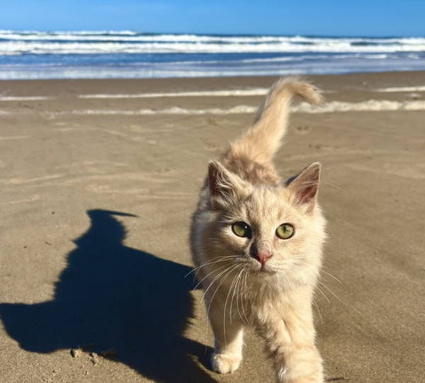 Sammy