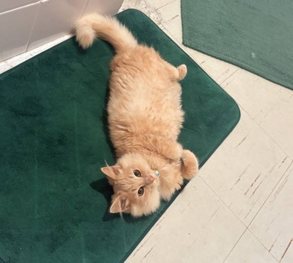 Sammy