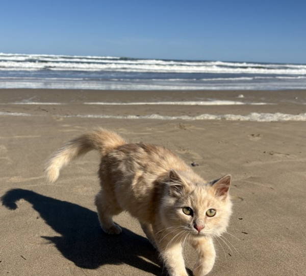 Sammy