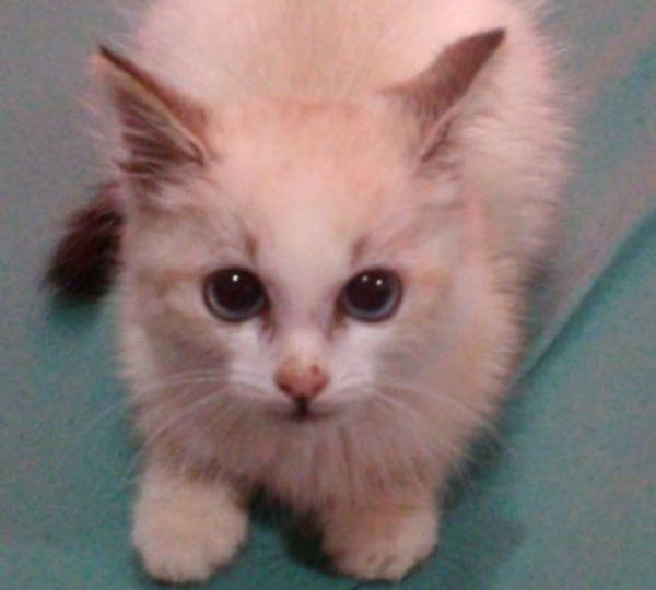 Meow- Meow
