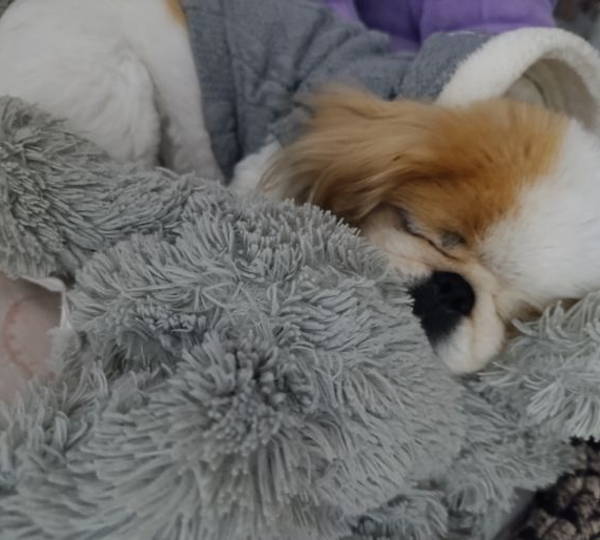 Bonnie