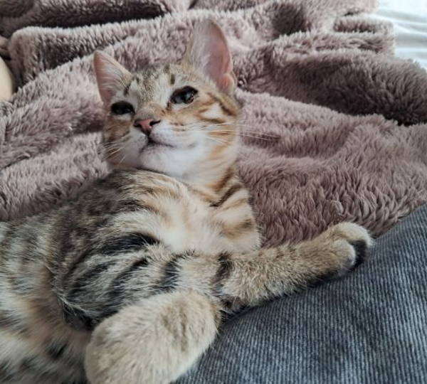 Percy