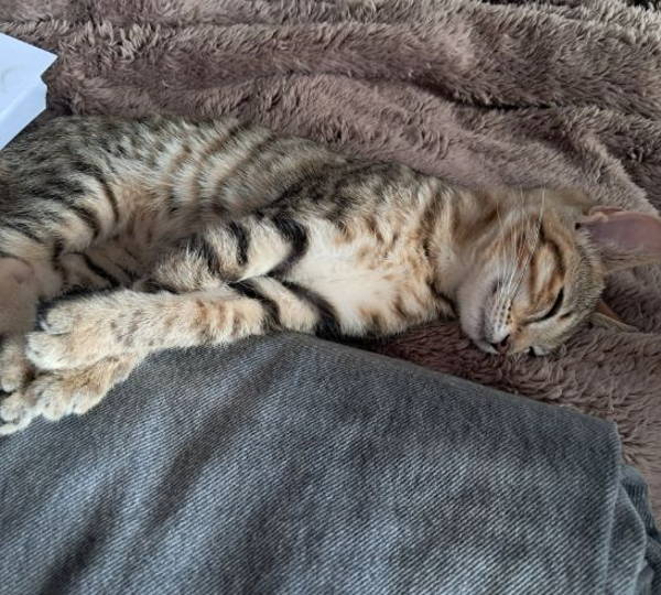 Percy