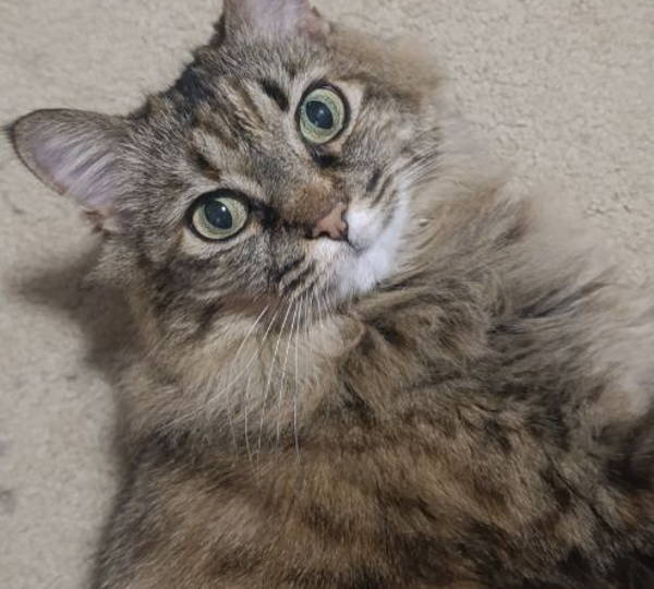 Betsie