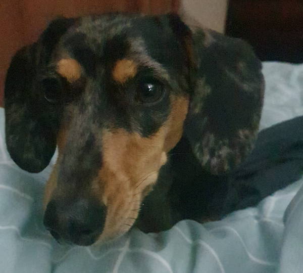 Jessie