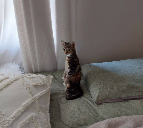 Hazel