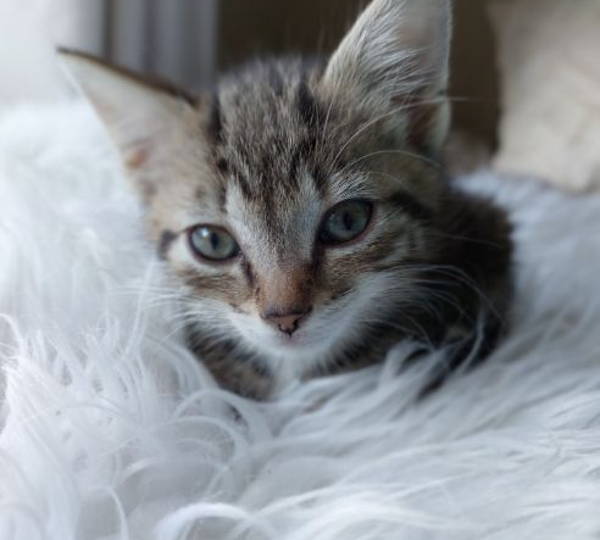 Hazel