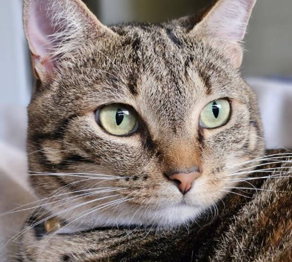 Hazel