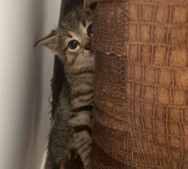 Leia