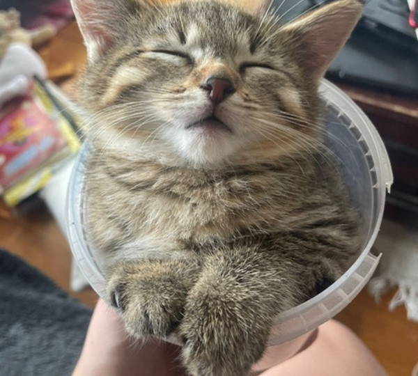Leia