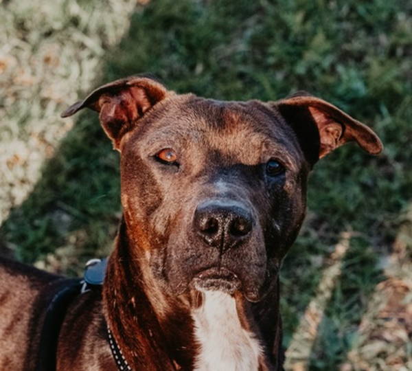 Duke