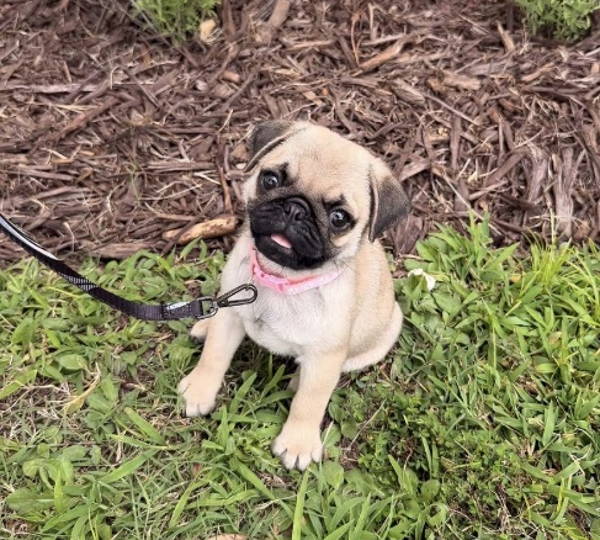 Frank