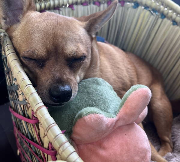 Pixie
