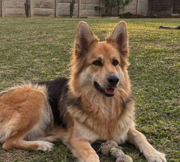Maya