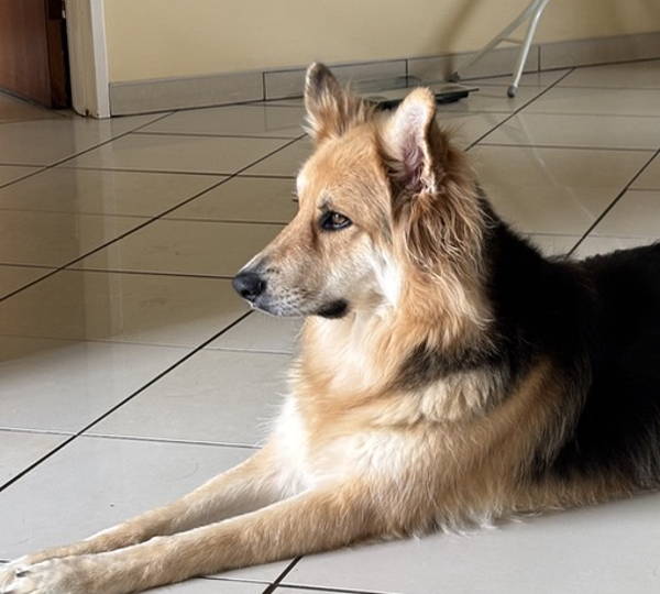 Maya