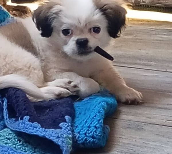 Nugget