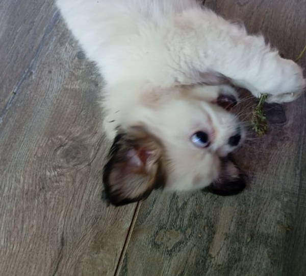 Nugget