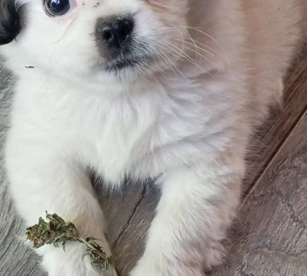 Nugget
