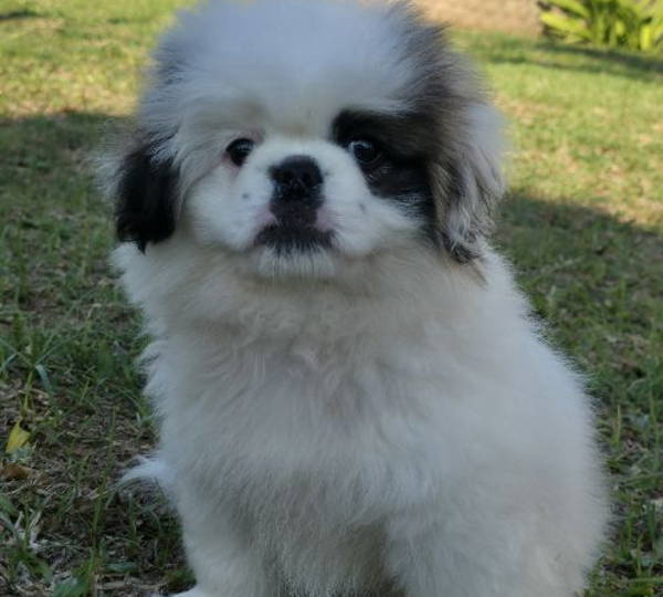 Milo