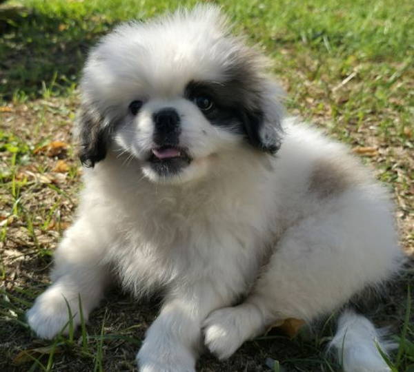 Milo
