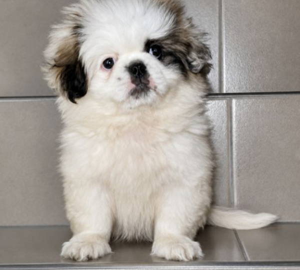 Milo