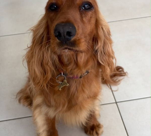 Maple