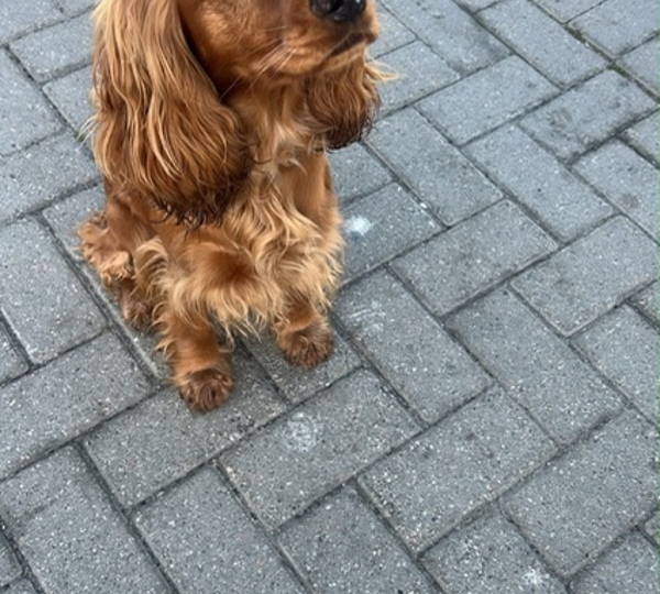 Maple