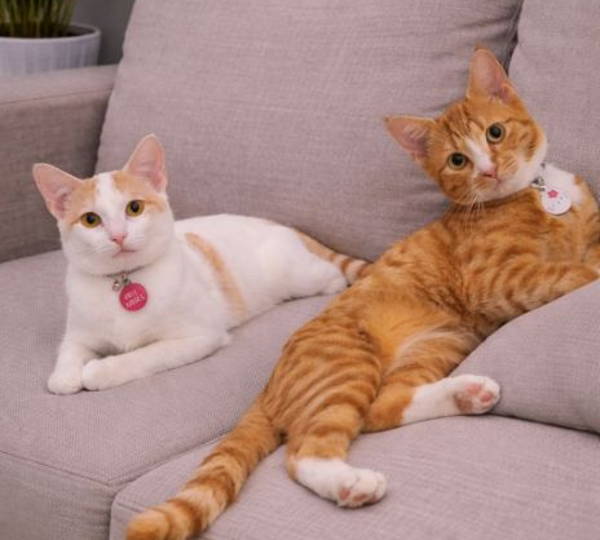 Biscuit & Tinkie