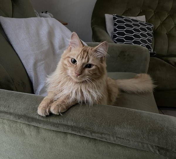 Mufasa