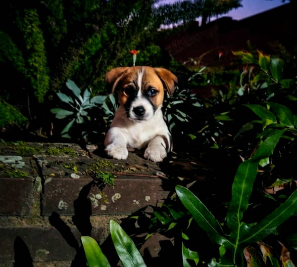 Arlo