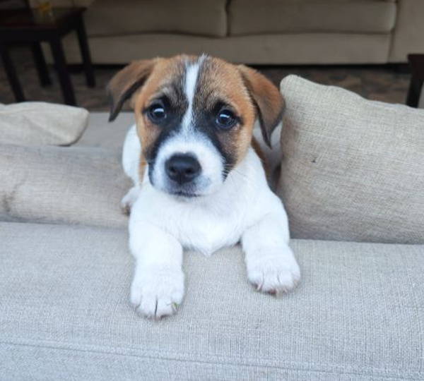 Arlo