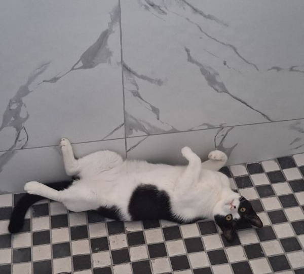 Muezza