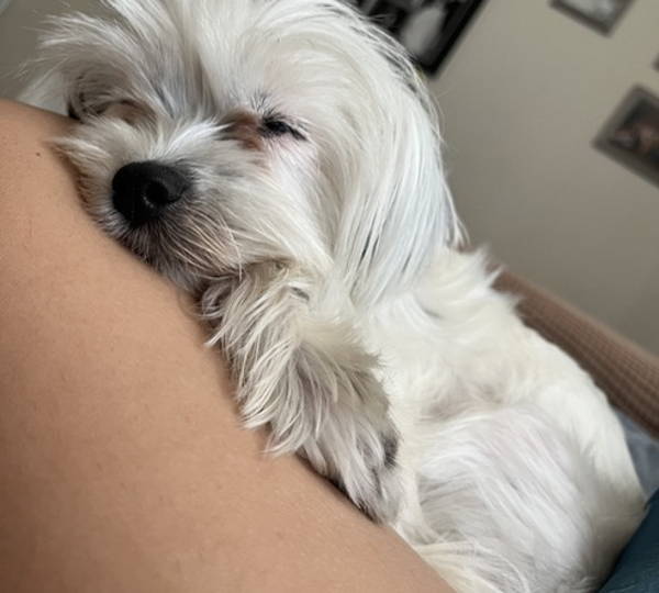 Daisy