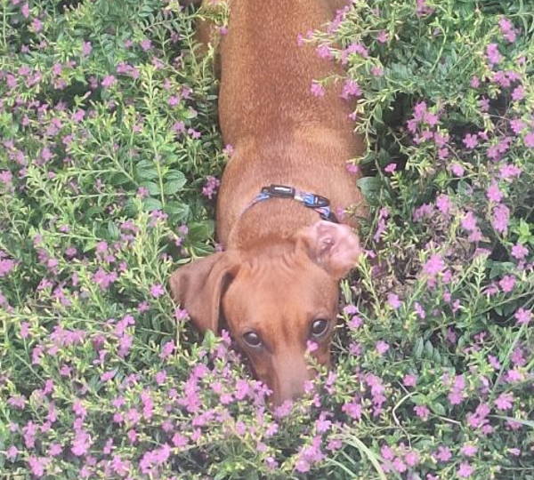 Milo