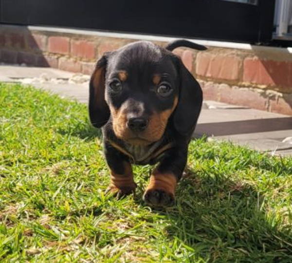 Milo