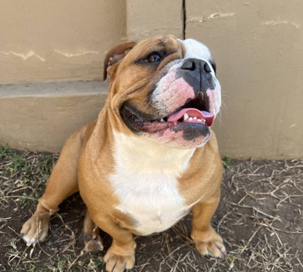 Lola