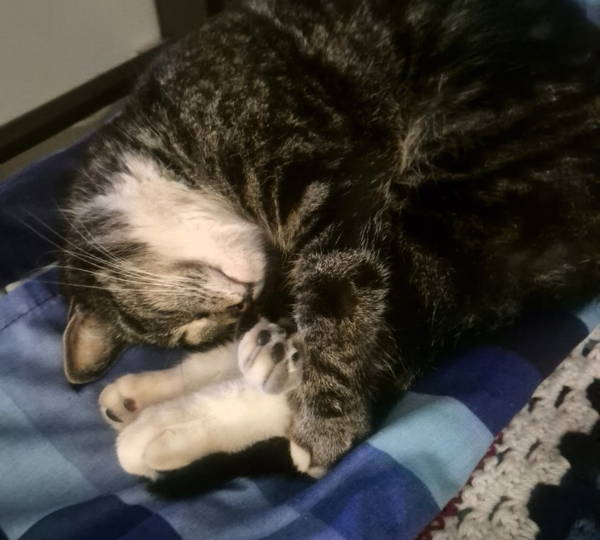 Dumpling