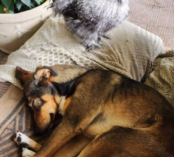 Echo & Milo