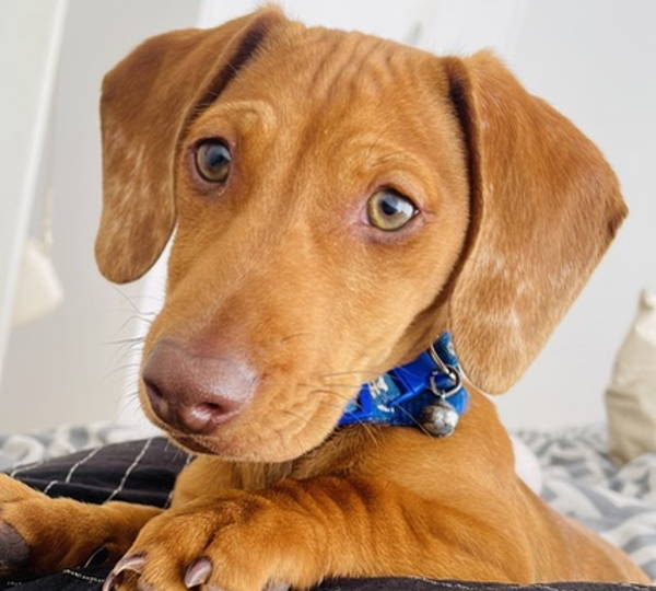 Mocha