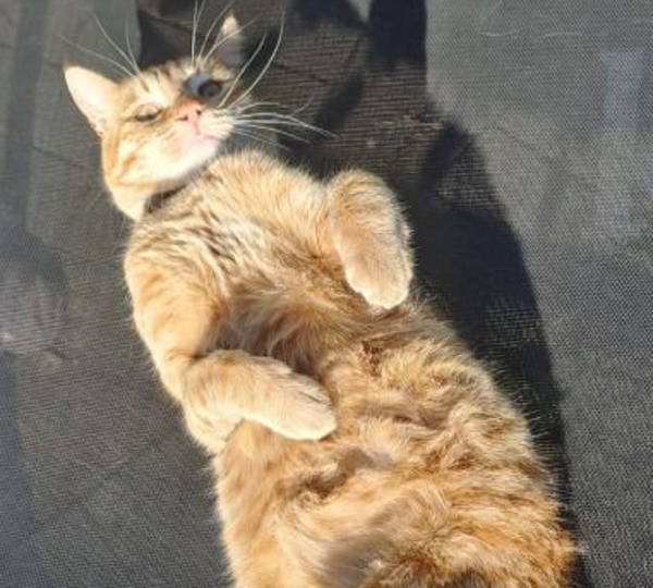 Garfield