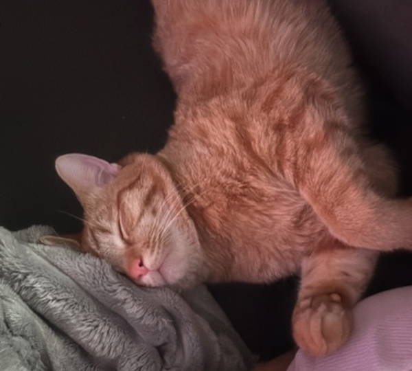 Kitty-Kat