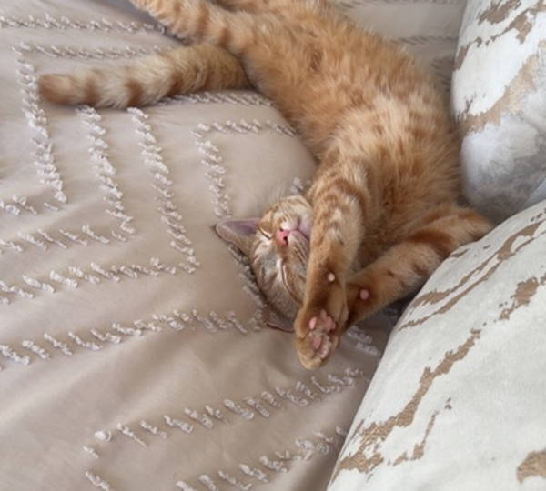 Kitty-Kat
