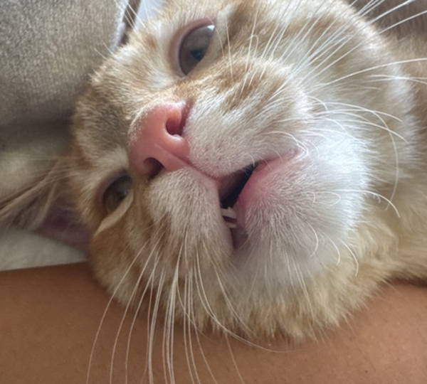 Kitty-Kat
