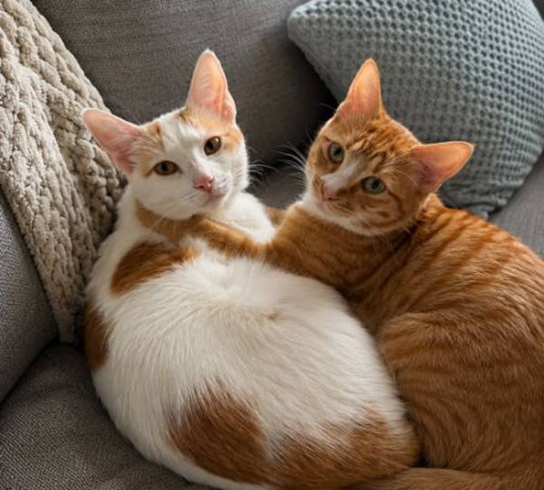 Tinkie & Biscuit