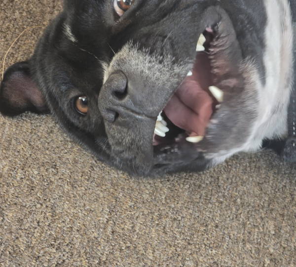 Ruger