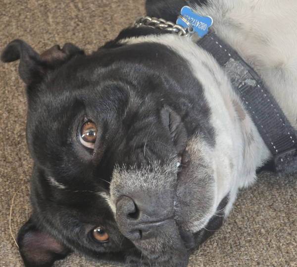 Ruger