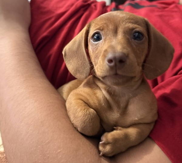 Honey